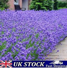 English lavender seeds for sale  LONDON