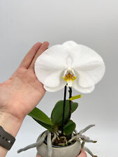 Phalaenopsis singolo tosha for sale  LONDON