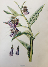 Antique print comfrey for sale  Shipping to Ireland