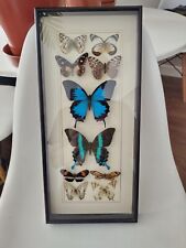 Mounted tropical butterflies for sale  SALFORD