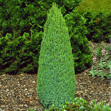 Juniperus communis compressa for sale  UK