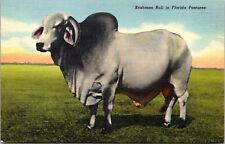 Brahman bull florida for sale  Sparta