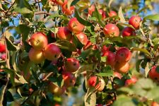 Siberian crab apple for sale  Saint Augustine