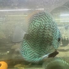 Blue turquoise discus for sale  Brooklyn