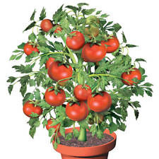 Flower pot tomatoes for sale  USA