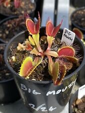 Venus flytrap big for sale  FELTHAM