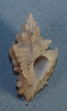 MUREX ERINACEOIDES 31.61mm BEAUTIFUL SPECIMEN South of Guaymas, Sonora, Mexico for sale  Shipping to South Africa