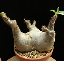 Pachypodium makayense,Caudex,Euphorbia,Succulent Plants for sale  Shipping to South Africa