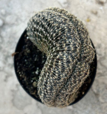 Lobivia Famatimensis Cristata, 'Cactus Orange Cob', viene en una olla de 3,5 segunda mano  Embacar hacia Argentina