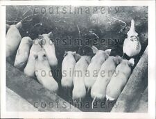 1943 ten piglets for sale  Whiteville