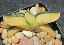 Gasteria armstrongii pillansii for sale  Porter Ranch