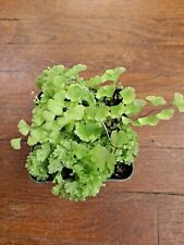 Southern maidenhair fern for sale  Pittsfield