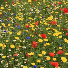 100 wild flower for sale  UK