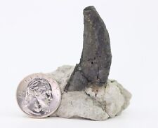 Allosaurus fossil tooth for sale  West Valley City