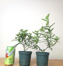 Chinese pepper tree for sale  Garden Grove