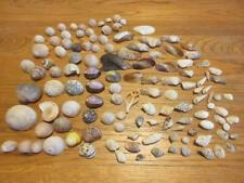 Lot of Tiny Sea Shells and Snail Shells from Estate - 100+ Pcs for sale  Shipping to South Africa
