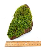 Large live moss for sale  Sequim