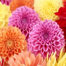 Dahlia - Pompon Mix- 25 Seeds- BOGO 50% off SALE for sale  Shipping to South Africa