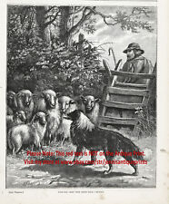 Dog Collie Scotch Rough colocado no comando de ovelhas, grande impressão antiga da década de 1890 comprar usado  Enviando para Brazil