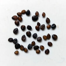 10 x Mimosa tenuiflora seeds (+ BONUS) | Tepezcohuite seeds comprar usado  Enviando para Brazil
