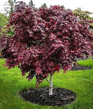 Bloodgood japanese maple for sale  Fairview