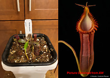 nepenthes for sale  Los Angeles