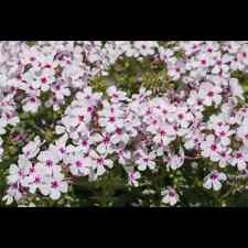 Phlox subulata amazing gebraucht kaufen  Deutschland