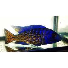 Ngara flametail peacock for sale  Fort Lauderdale
