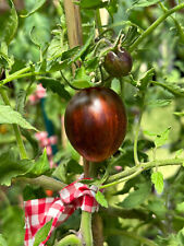 Tomate sorte gargamel gebraucht kaufen  Süchteln