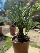 Chamaerops humilis palm for sale  LONDON