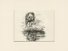 Briard studies reflection for sale  COLEFORD