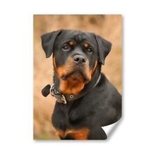 Rottweiler dog rottie for sale  SELBY