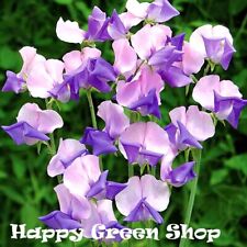 royal winton grimwades sweet pea for sale  Shipping to Ireland