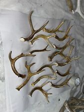 Whitetail deer antlers for sale  Danville