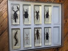 Real life bugs for sale  BILSTON