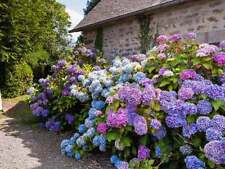 Hydrangea flower mix for sale  HOUNSLOW