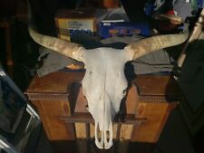 Big longhorn steer for sale  Red Rock
