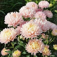 Duchess apricot peony for sale  New Hill