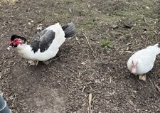 Warzenenten eier flugenten gebraucht kaufen  Halle