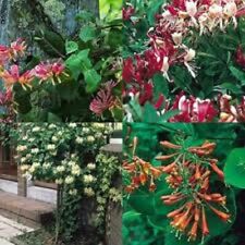 Mixed honeysuckle climbing for sale  MARCH