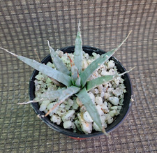 Agave utahensis plant for sale  Mira Loma