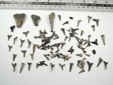 100 shark teeth d'occasion  Expédié en Belgium