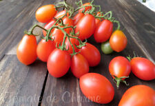 Graines tomates submarine d'occasion  Poisy