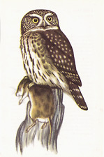 Pygmy owl bird for sale  COLNE