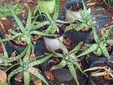 Aloe maculata large for sale  Douglas