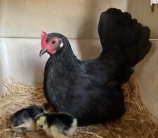 Serama fertile hatching for sale  Wellington