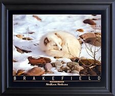 Arctic fox snow for sale  San Jose