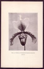 Used, Antique Cypripedium Leeanum Giganteum Orchid Flower Botanical Art Photo Print for sale  Shipping to South Africa