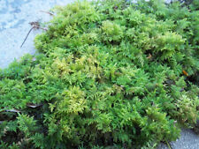 Live fern moss for sale  Bedford