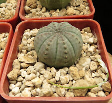 Euphorbia obesa euphorbia for sale  Shipping to Ireland